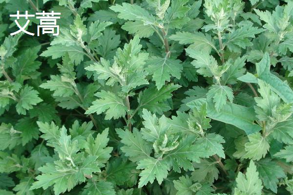 艾蒿与艾草有什么区别，二者没有区别只是叫法不同