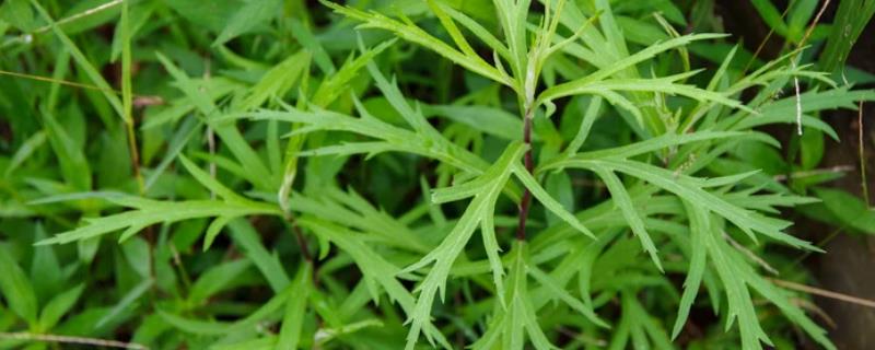 什么是萎蒿，属于菊科、蒿属多年生草本植物