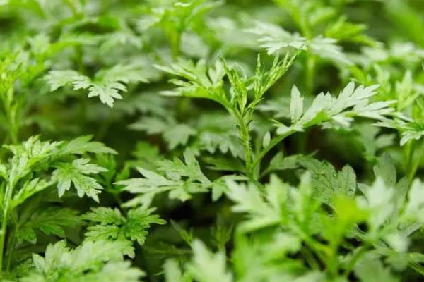 艾蒿与艾草有什么区别，二者没有区别只是叫法不同