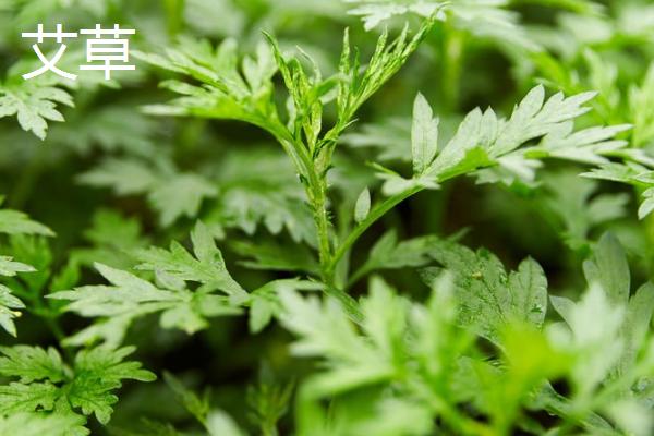 艾蒿与艾草有什么区别，二者没有区别只是叫法不同