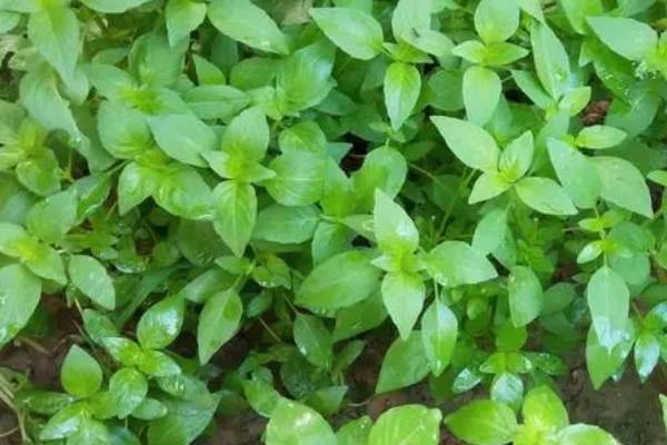 什么是荆芥，也叫猫薄荷、樟脑草