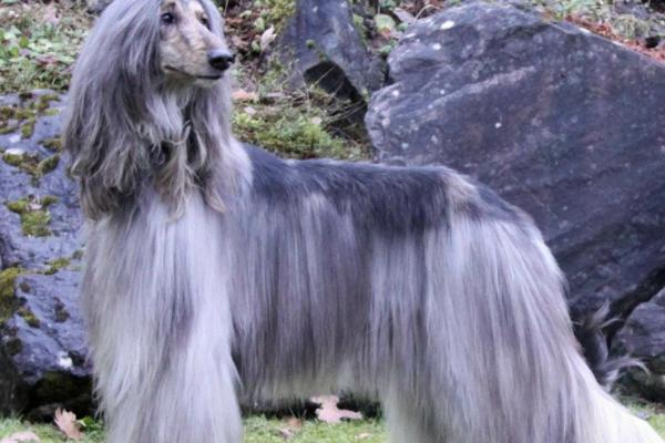 阿富汗犬品种介绍，属于大型犬、起源于非洲