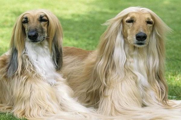 阿富汗犬品种介绍，属于大型犬、起源于非洲