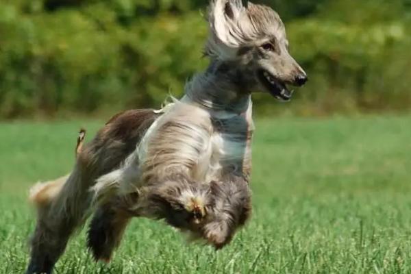 阿富汗犬品种介绍，属于大型犬、起源于非洲