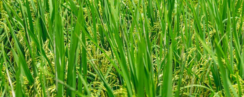 哪些草本植物比较常见，水稻、白菜、芍药等品种均比较常见