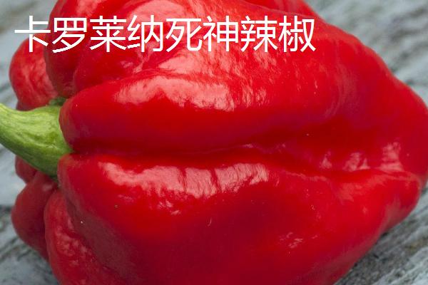 什么是龙息辣椒，是一种辣度达到248万个史高维尔单位的品种