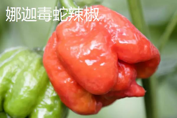 什么是龙息辣椒，是一种辣度达到248万个史高维尔单位的品种