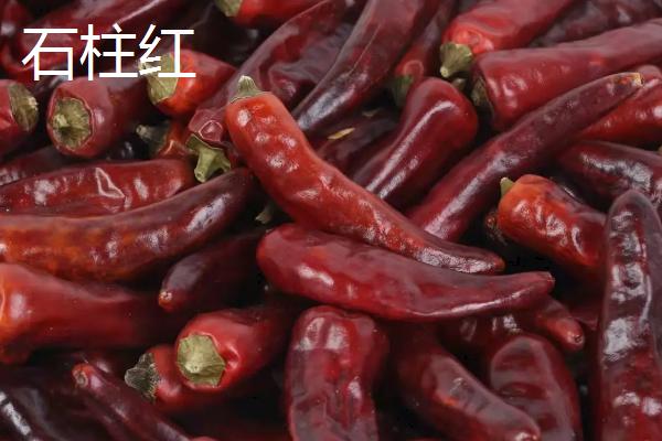 什么是龙息辣椒，是一种辣度达到248万个史高维尔单位的品种