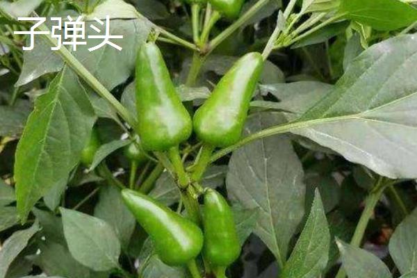 什么是龙息辣椒，是一种辣度达到248万个史高维尔单位的品种