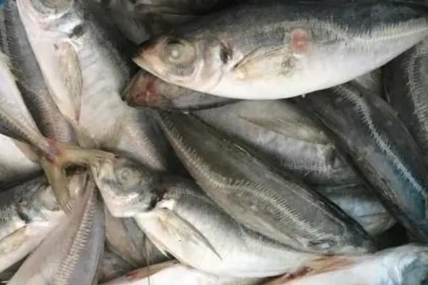 巴浪鱼品种介绍，属于鲹科、圆鲹属鱼类