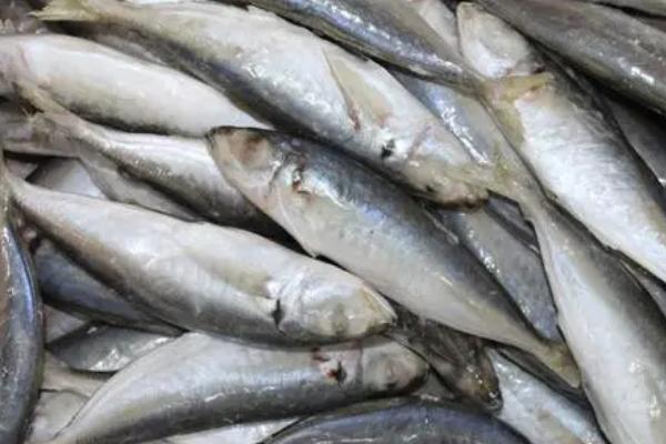 巴浪鱼品种介绍，属于鲹科、圆鲹属鱼类