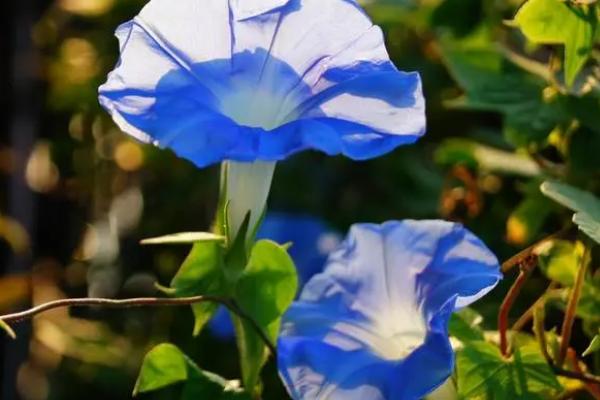 牵牛花有没有毒，根、茎、叶等部位均有毒性