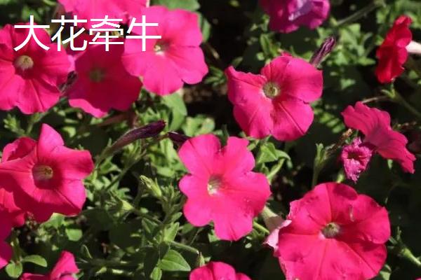 牵牛花有没有毒，根、茎、叶等部位均有毒性
