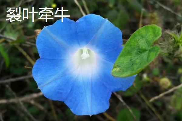 牵牛花有没有毒，根、茎、叶等部位均有毒性