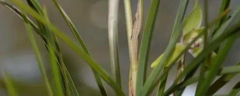 兰草是不是保护植物，不属于保护植物、常野生于路边