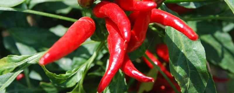 十种最辣的辣椒排行，排名第一的品种是辣椒X