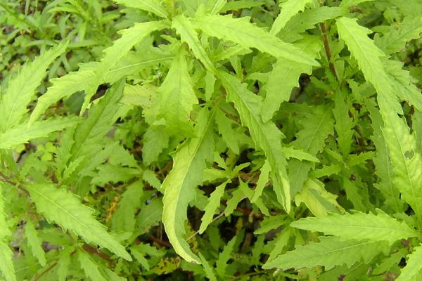 什么是土荆芥，也叫杀虫芥、鸭脚草
