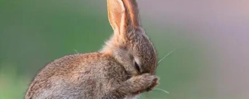 兔子的英文，译作rabbit