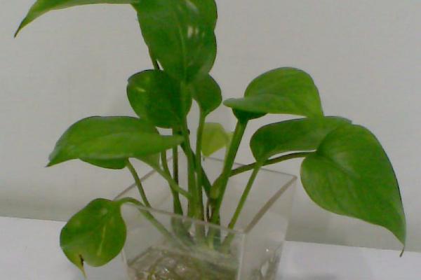 哪些草本植物比较常见，水稻、白菜、芍药等品种均比较常见