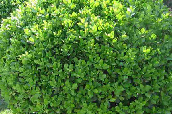 浮游植物的相关介绍，泛指在水中浮游生存的微小植物