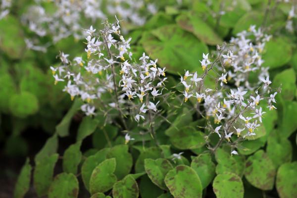 哪些草本植物比较常见，水稻、白菜、芍药等品种均比较常见
