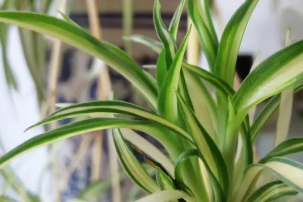哪些草本植物比较常见，水稻、白菜、芍药等品种均比较常见