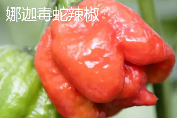 十种最辣的辣椒排行，排名第一的品种是辣椒X