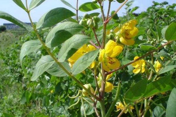 野决明的简介，属于豆科、野决明属草本植物
