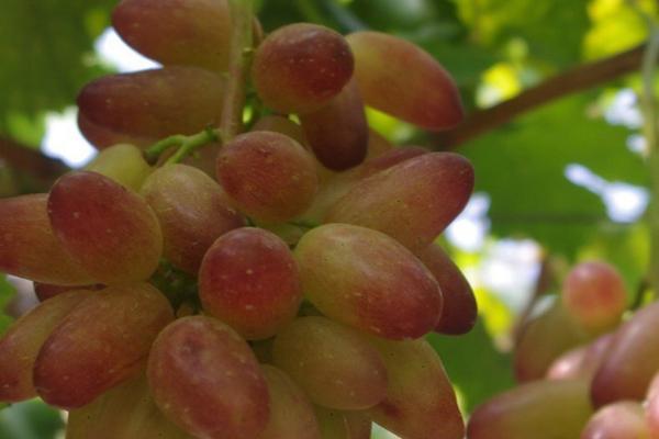 提子相关介绍，属于葡萄科、葡萄属木质藤本植物