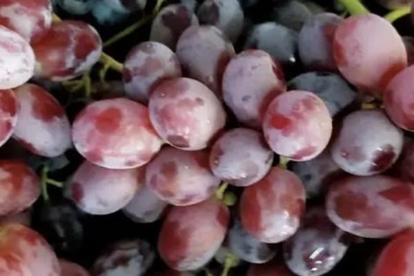 提子相关介绍，属于葡萄科、葡萄属木质藤本植物