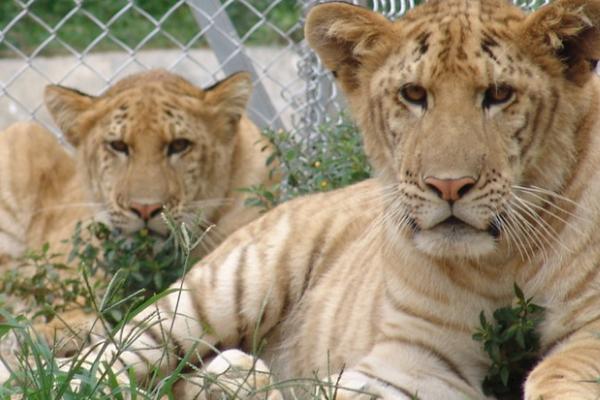 关于狮虎兽的介绍，是雌狮与雄虎交配产下的后代