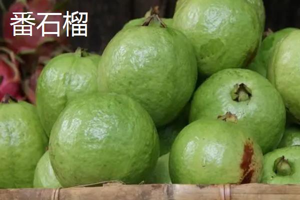番石榴的简介，也叫珍珠石榴、是著名的热带水果