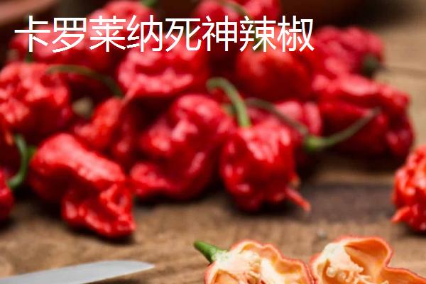 十种最辣的辣椒排行，排名第一的品种是辣椒X