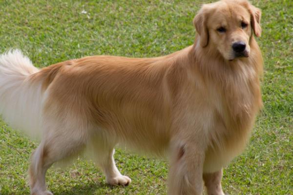 狗和犬有什么区别，二者没有区别只是偏向性不同