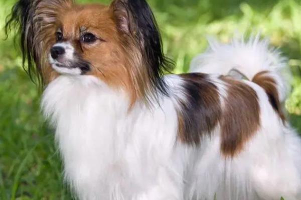 狗和犬有什么区别，二者没有区别只是偏向性不同