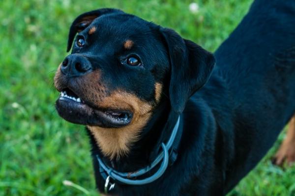 狗和犬有什么区别，二者没有区别只是偏向性不同
