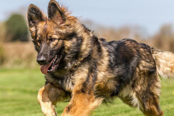 什么是大型犬，是指体重超过30公斤、身高超过61厘米的狗品种