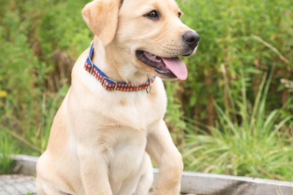 什么是大型犬，是指体重超过30公斤、身高超过61厘米的狗品种