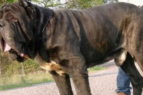 狗有哪些品种，可分为超小型犬、小型犬、中型犬、大型犬、超大型犬这五种
