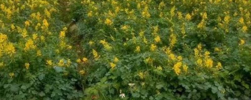 黄连的简介，属于毛茛科、黄连属植物
