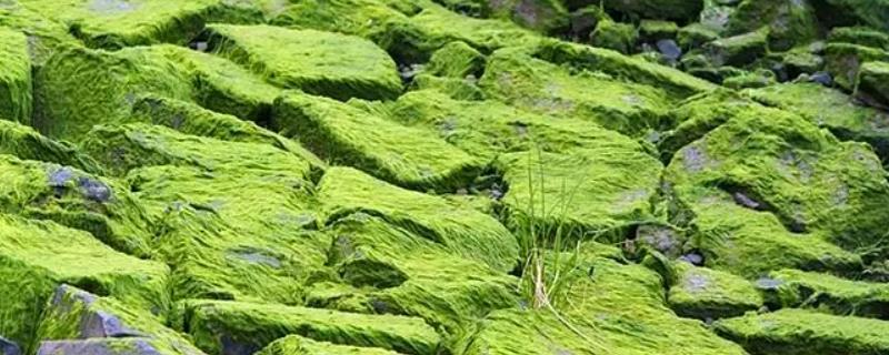 哪种绿色植物最早出现在地球上，藻类的出现时间最早