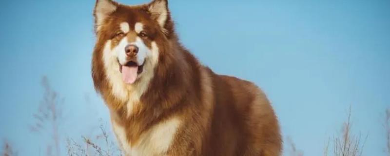 阿拉斯加犬的性格以及如何饲养，性情活泼、喜欢运动、忠诚度高