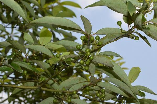 天目木姜子的简介，属于樟科、木姜子属落叶乔木