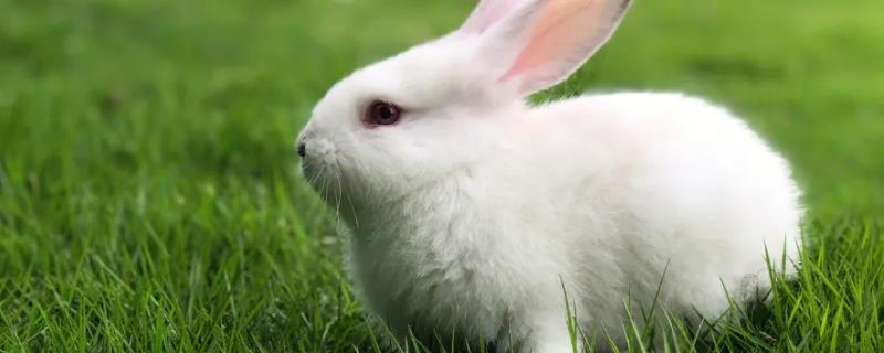 兔子几个月大才能繁殖，达到6-8月龄即可繁殖