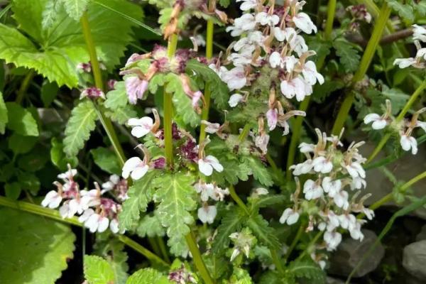 马先蒿的简介，属于玄参目、玄参科草本植物