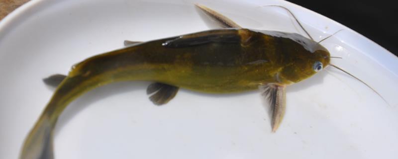 黄颡鱼的简介，也叫黄骨鱼、黄辣丁