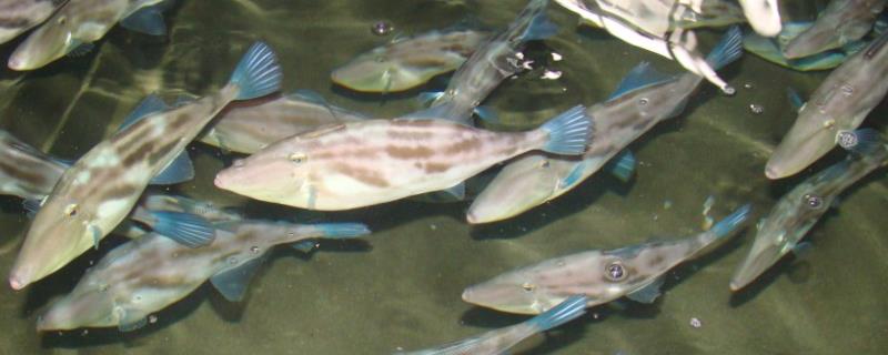 扒皮鱼的简介，属于单角鲀科、马面鲀属海洋鱼类