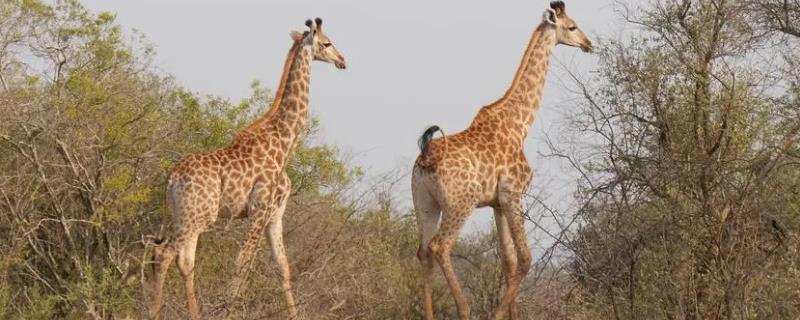 长颈鹿的相关介绍，属于反刍动物、主食各种树叶和嫩枝