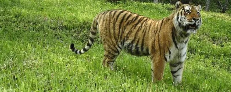 老虎有哪些品种，现仅存西伯利亚虎、孟加拉虎、华南虎等品种