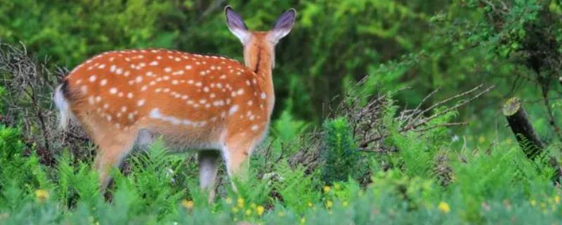 各种鹿类动物的简介，包括梅花鹿、驼鹿、麋鹿、驯鹿等品种